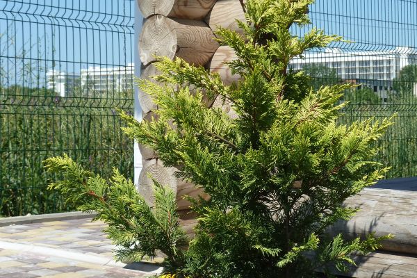 Ecodom Belie Rosy (Anapa)